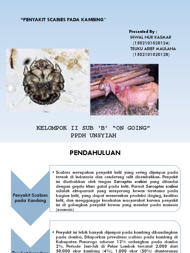 Ink Scabies | PDF