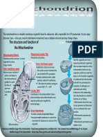 The Structure and Function of The Mitochondrion