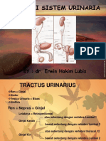 Tractus Urinarius