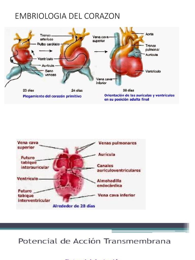 Embriologia Del Corazon Pdf
