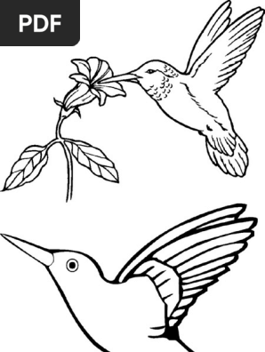 Pasarea Colibri Planse De Colorat