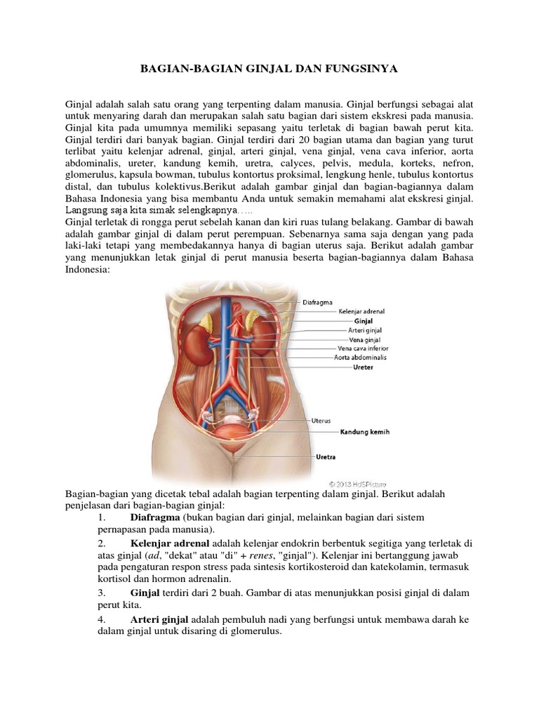Download 660 Koleksi Gambar Ginjal Dan Bagian-Bagiannya  Gratis