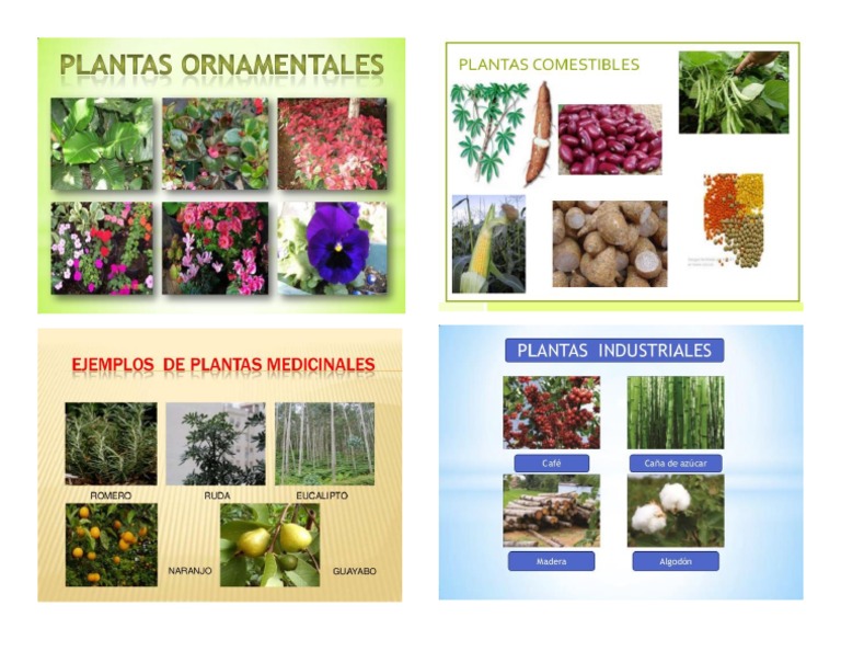 Plantas Ornamentables, Medicinales, Comestibles, Industriales - Imagenes |  PDF