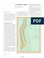 Sindromesmedulares 130218194234 Phpapp02 PDF