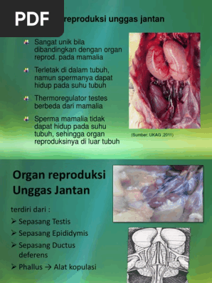 6600 Koleksi Gambar Organ Reproduksi Unggas Jantan Gratis Terbaik