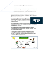 Identificar Una Cadena o Jerarquía de Un Ecosistema