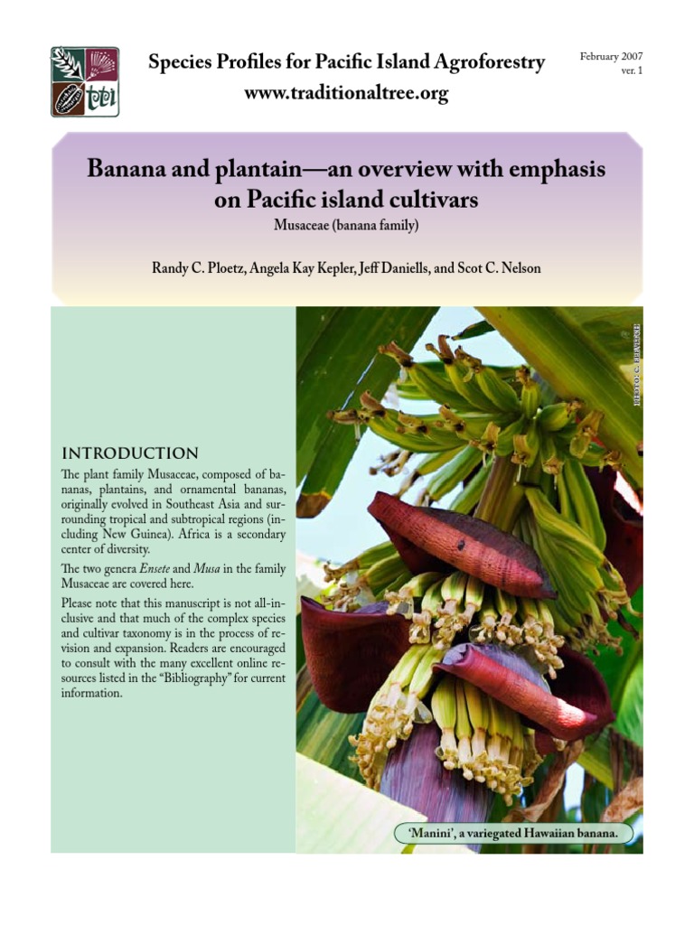banana plantation business plan