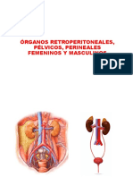 Organos Retroperitoneales