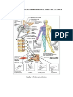 Anatomi Dan Fisiologi Traktus Spinotalamikus Secara Umum