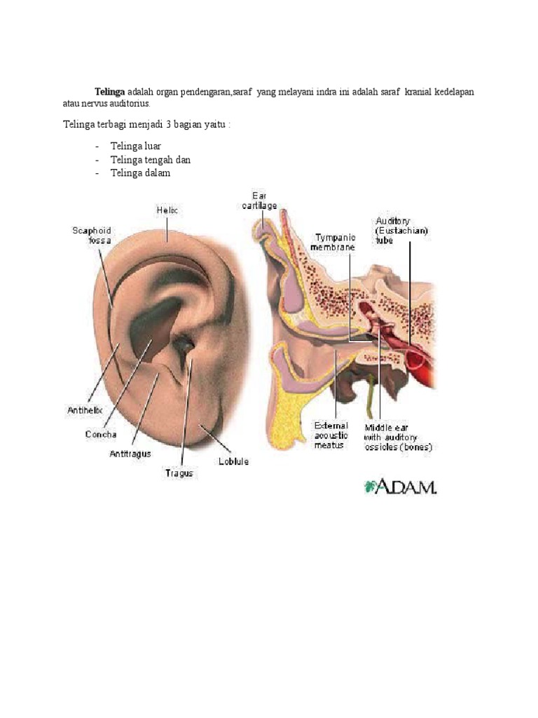  Gambar  Telinga  Dan  Bagian Bagiannya  Tempat Berbagi Gambar 