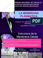m.plasmatica