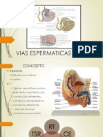 Vias Espermaticas