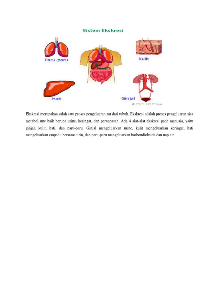 Ekskresi Merupakan Salah Satu Proses Pengeluaran Zat Dari Tubuh