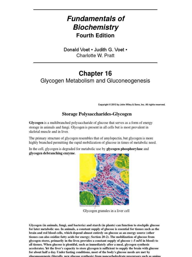 Chapter 16 Glycogen Metabolism and Gluconeogenesis | PDF | Glycogen ...