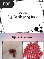 Memilih Biji Benih RBT TAHUN 5