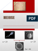 MEIOSE