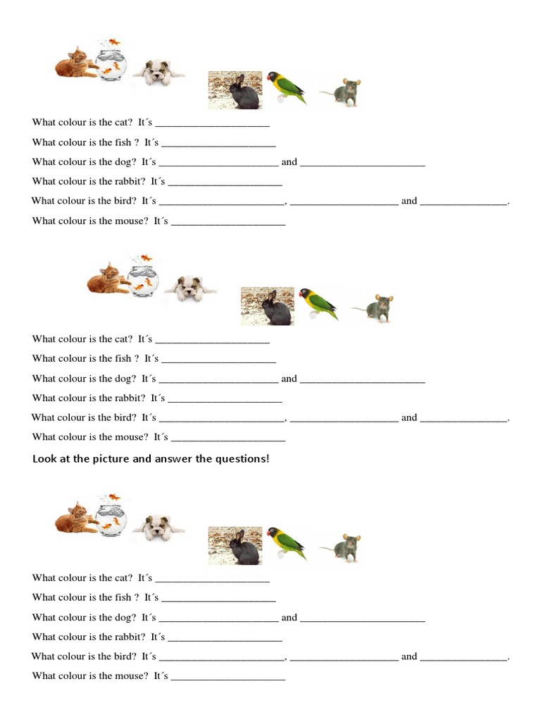 Look at The Picture and Answer The Questions! | PDF