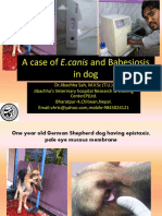 A Case of E, Canis and Babesiosis in Dog at Jibachha Veterinary Hospital