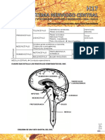 h17 - Sistema Nervioso Central