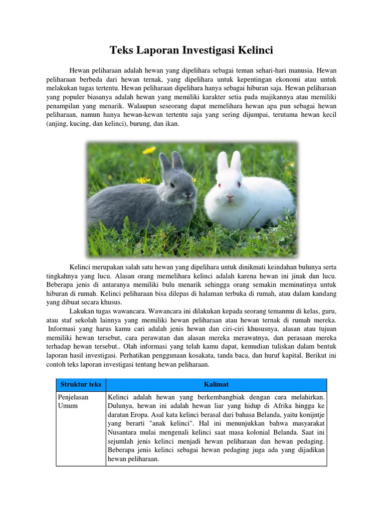 81 Gambar Hewan Kelinci Dan Penjelasannya Hd Terbaik Gambar Hewan