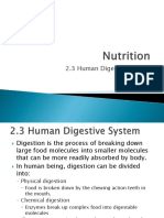 2.3 Digestive System