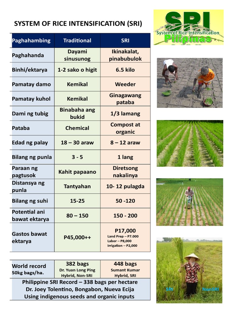 SRI Method of Rice Cultivation Guide | PDF