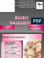 Bulbo Raquideo