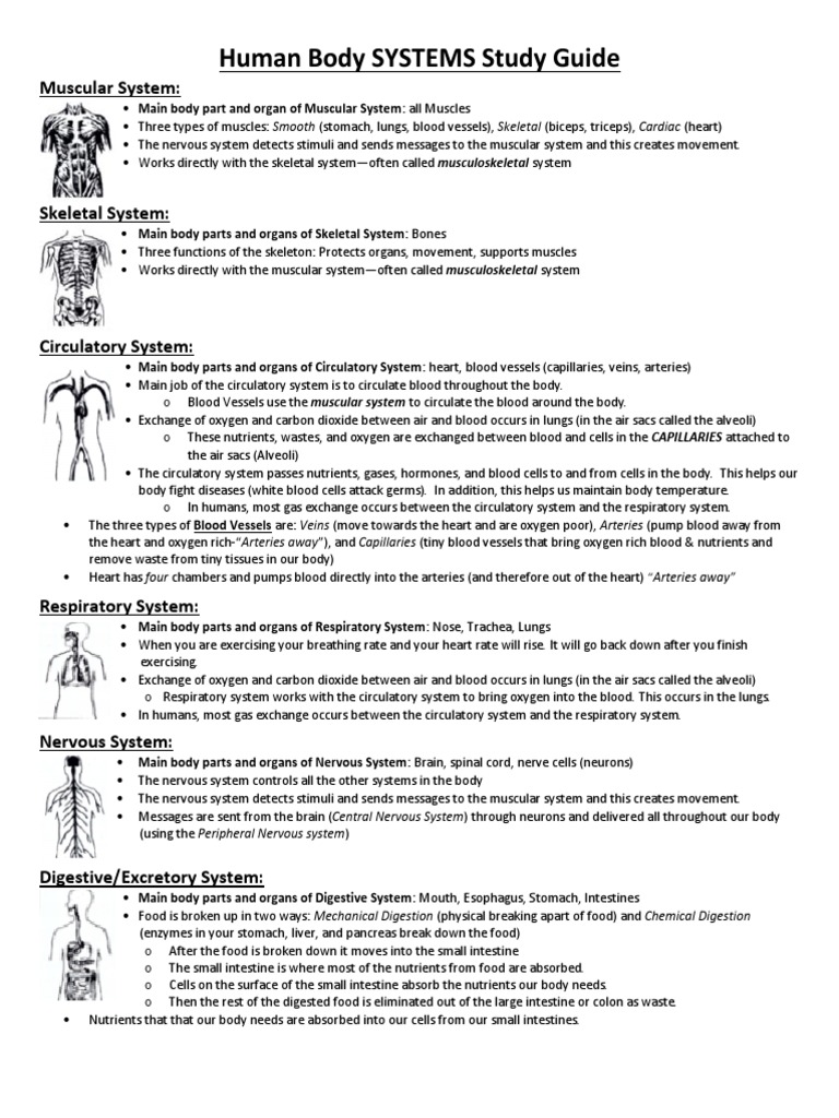 Human Body Systems Overview Guide | PDF | Respiratory System ...