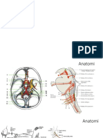 Slide Anatomi Dan Pemfis