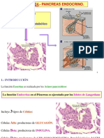 Tema 24páncreas Endocrino