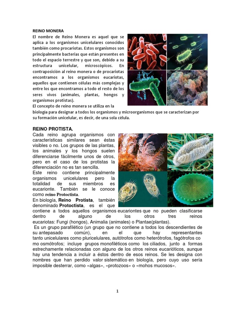 Reino Monera | PDF | Plantas | Hongo