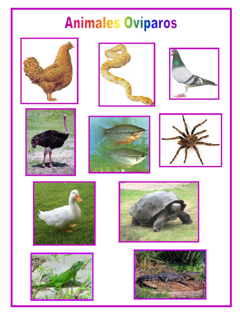 animales oviparos.ppt