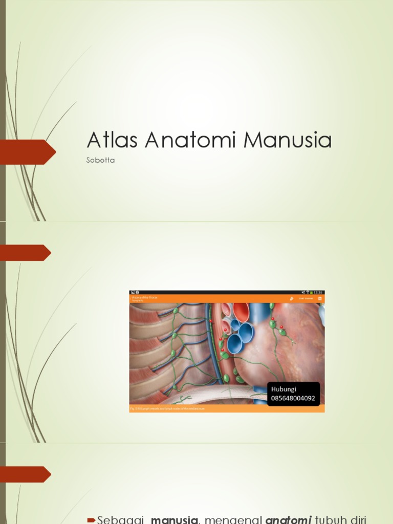 Atlas Anatomi Manusia Sobotta PDF, Atlas Anatomi Sobotta Download ...
