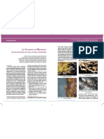 Script-Tmp-Inta - La Filoxera en Mendoza Actualizacin de Una PL PDF