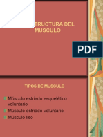 La Estructura Del Musculo