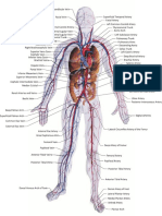 The Main Arteries and Veins of the Body