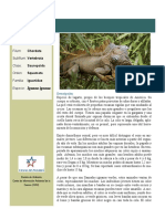 Iguana.pdf