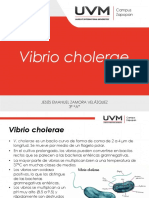 Vibrio Cholerae