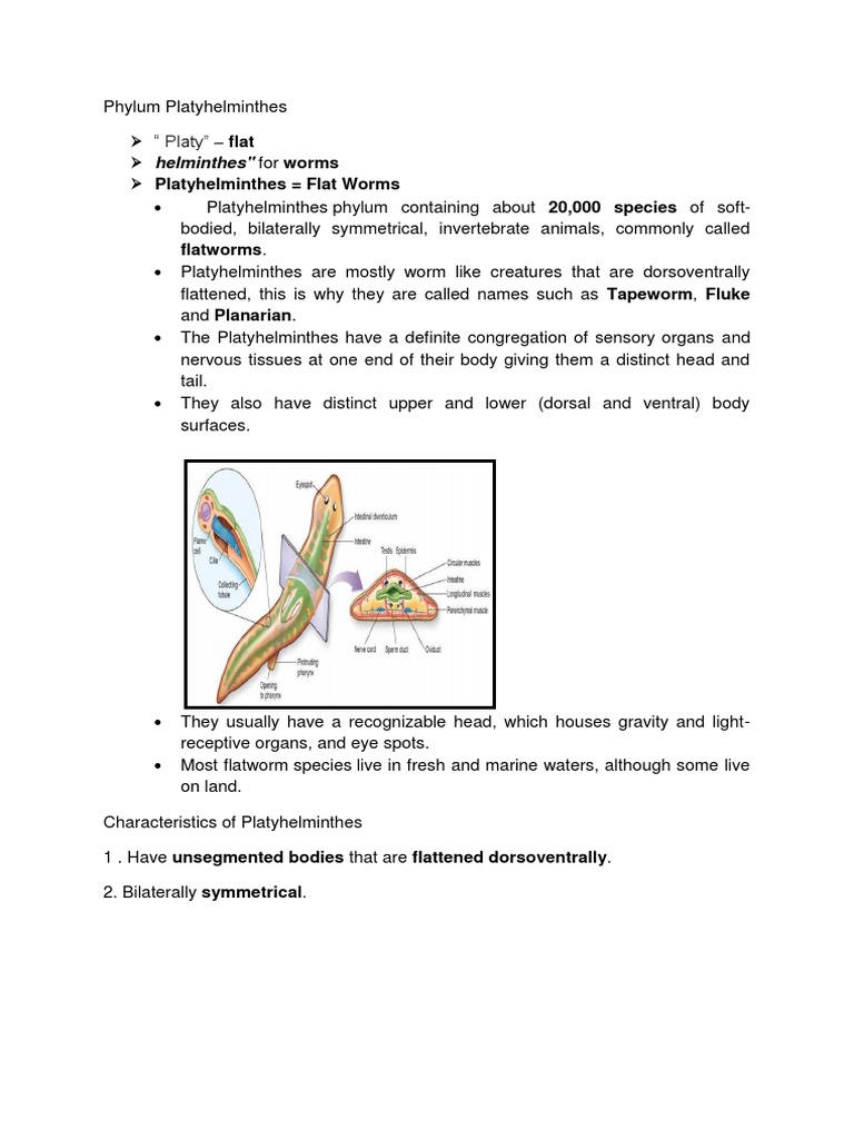 Phylum Platyhelminthes | PDF | Zoology | Organisms