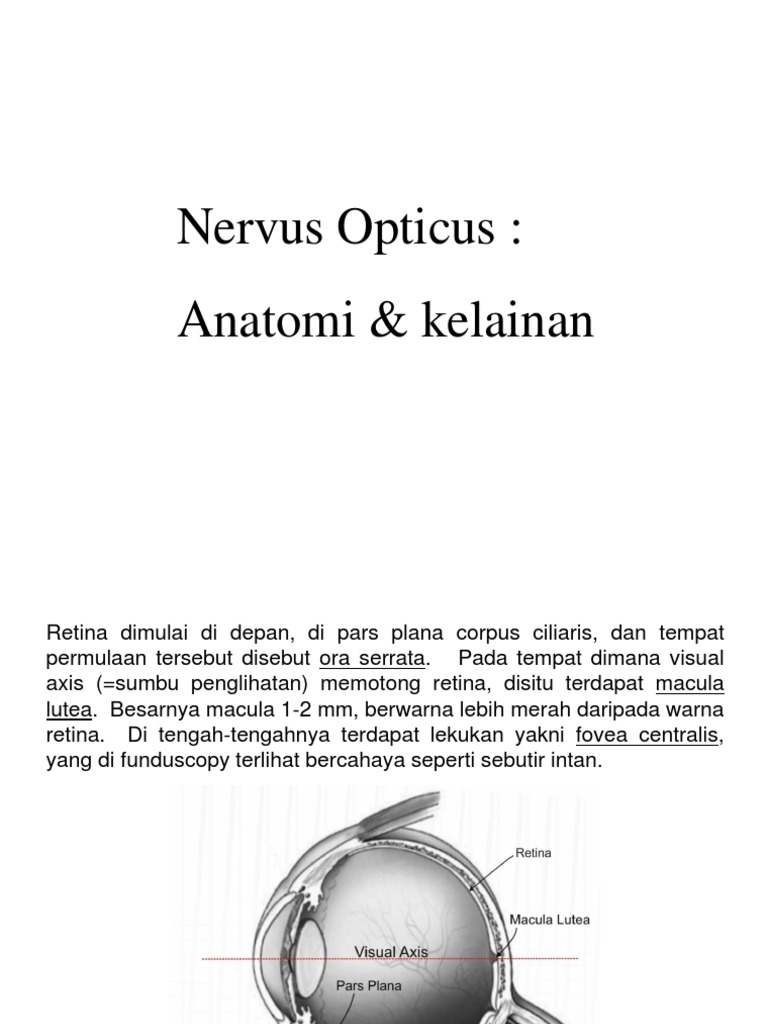 Nervus Opticus | PDF
