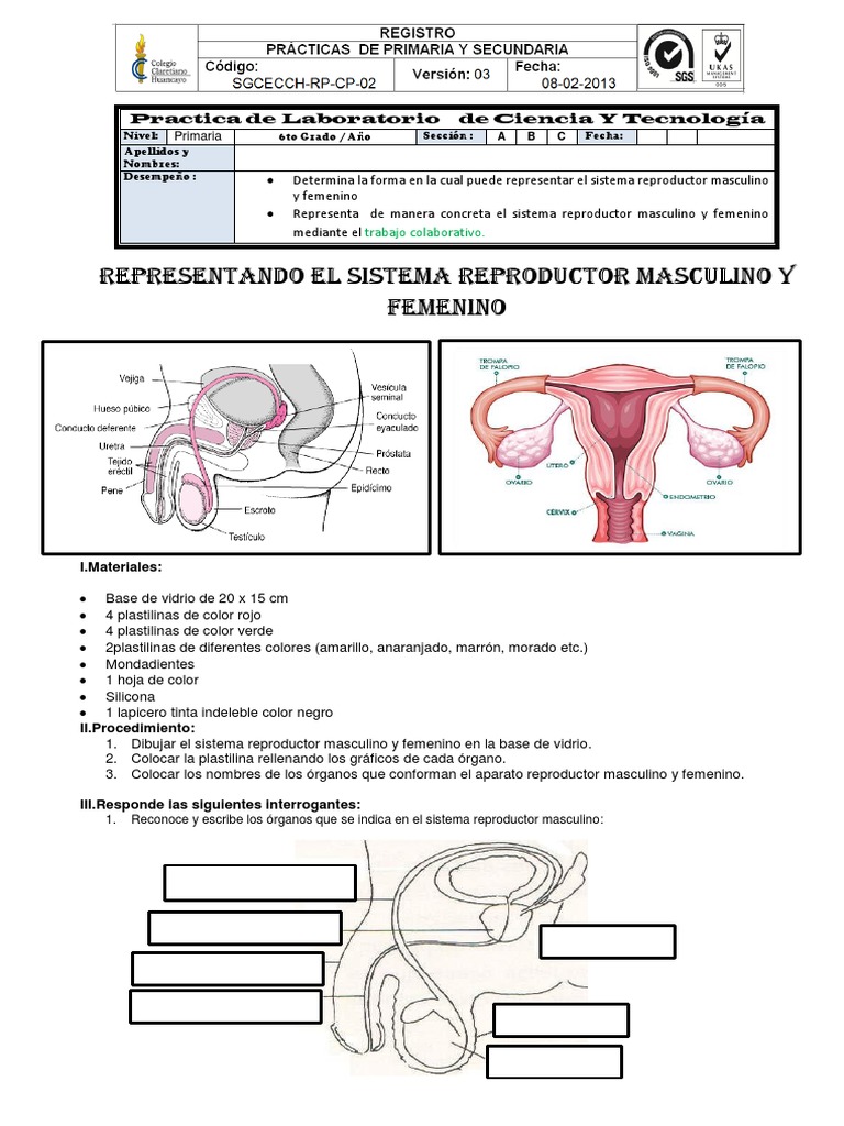 Practica De Laboratorio Representacion Del Sistema Reproductor