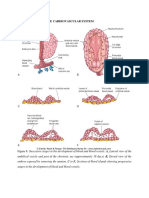 Cardiovascular System.docx (2)