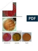 Praktikum Identifikasi Bakteri