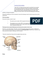 Brain Anatomy OverviewRev.pdf