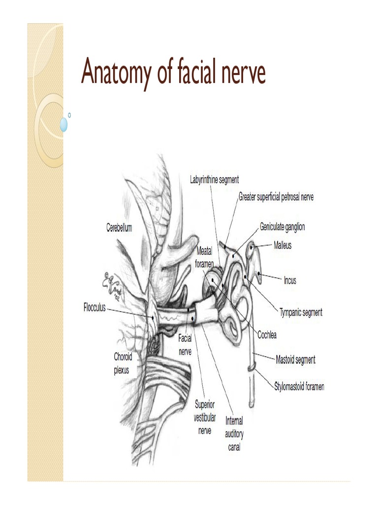 Anatomy of Facial Nerve New PDF | PDF | Primate Anatomy | Anatomy