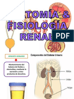 Anatomia y Fisiologia Renal