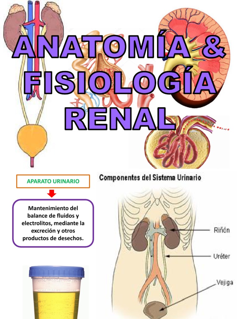 Anatomia y Fisiologia Renal PDF Riñón Angiotensina