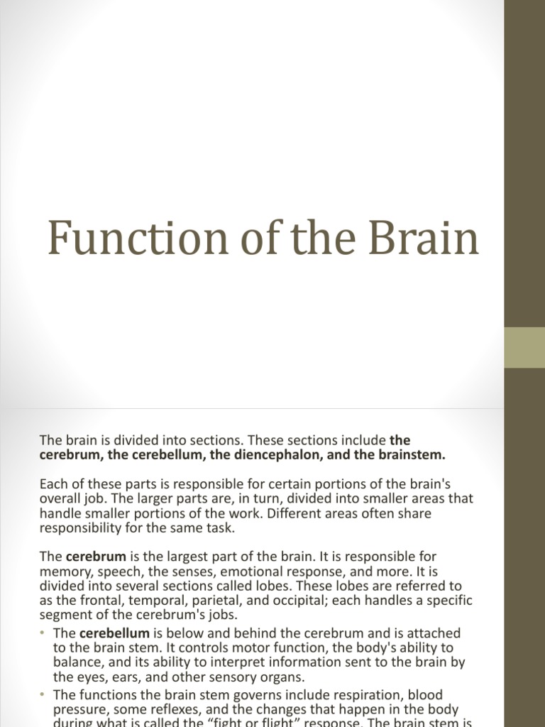 Function of The Brain | PDF | Cerebrum | Brainstem