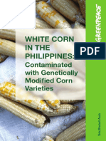 White Corn in The Philippines