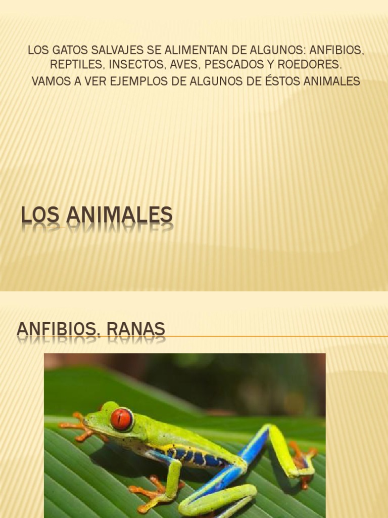 Los Animales | PDF